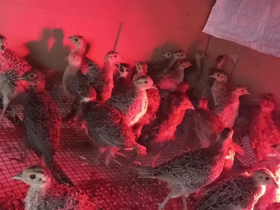 Kỹ thuật nuôi chim trĩ - Kiến Thức Nhà Nông