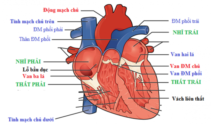 Các loại bệnh tim mạch - Sức Khỏe