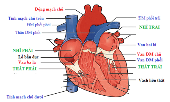 Xquang tim phổi trong thực hành lâm sàng tim bẩm sinh